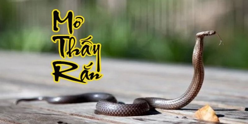 Chiêm bao thấy hình ảnh con rắn là hiện tượng thường gặp